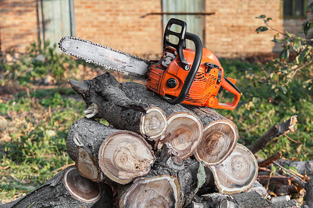 Trusted North Valley, NM Tree Service Experts